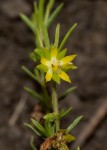 Vahlia capensis subsp. vulgaris var. vulgaris