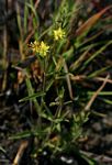 Vahlia capensis subsp. vulgaris var. vulgaris