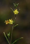 Vahlia capensis subsp. vulgaris var. vulgaris