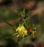 Vahlia capensis subsp. vulgaris var. vulgaris