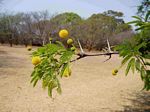 Acacia erioloba