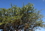 Acacia erioloba