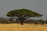 Acacia erioloba