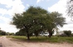 Acacia erioloba