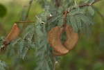 Acacia erioloba