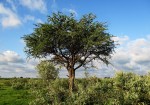 Acacia erioloba