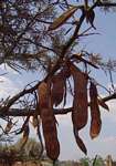 Acacia galpinii