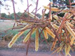 Acacia galpinii