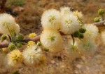 Acacia hebeclada subsp. hebeclada