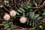 Mimosa pigra