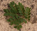 Erythrophleum africanum