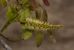 Erythrophleum africanum