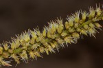 Erythrophleum africanum