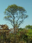 Burkea africana