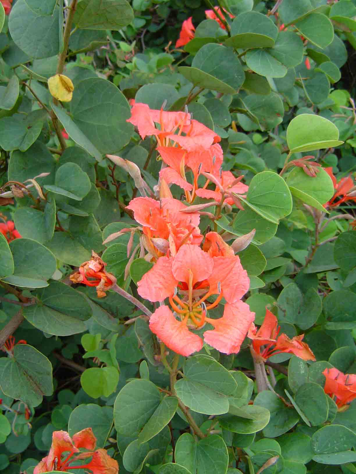 Bauhinia galpinii