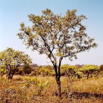 Bobgunnia madagascariensis