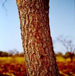 Bobgunnia madagascariensis