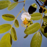 Bobgunnia madagascariensis