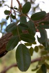 Bobgunnia madagascariensis