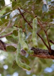 Bobgunnia madagascariensis