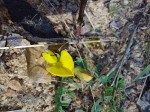 Crotalaria rhodesiae