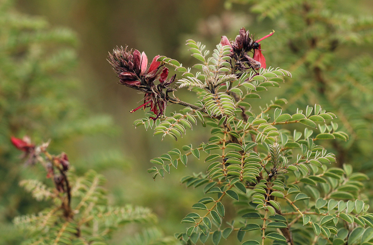 Indigofera cecilii