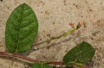 Indigofera nummulariifolia