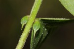 Indigofera nummulariifolia