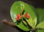 Indigofera nummulariifolia