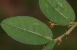 Indigofera nummulariifolia