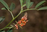 Indigofera praticola var. praticola