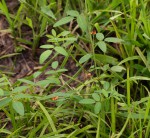 Indigofera praticola var. praticola