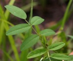 Indigofera praticola var. praticola