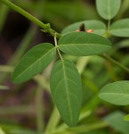 Indigofera praticola var. praticola