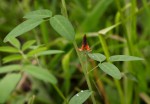 Indigofera praticola var. praticola