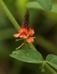 Indigofera praticola var. praticola