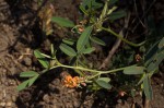 Indigofera praticola var. praticola