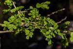 Dalbergia melanoxylon