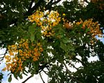 Pterocarpus rotundifolius subsp. polyanthus