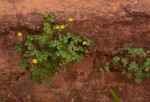 Oxalis corniculata