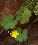 Oxalis corniculata