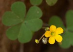 Oxalis corniculata