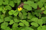 Oxalis corniculata