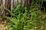 Oxalis corniculata