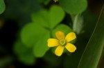 Oxalis corniculata