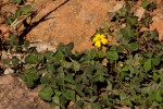 Oxalis corniculata