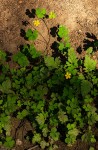 Oxalis corniculata