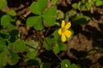 Oxalis corniculata