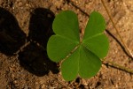 Oxalis corniculata