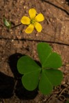 Oxalis corniculata